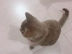 -三花喵·撸猫购宠·宠物生活馆(虹桥南丰城店)