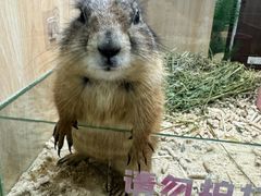 -三亚亚龙湾人间天堂鸟巢度假村