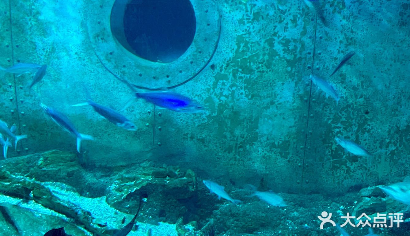 和美人鱼一起潜水啦