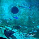 和美人鱼一起潜水啦