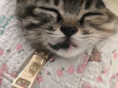 -米苏动物医院·犬猫专科·骨科外科内窥镜