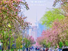 -桃花堤公园