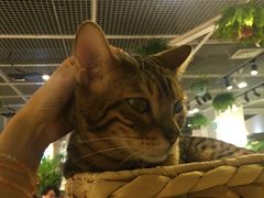 -小时光咖啡馆(开森度假森林店)