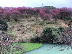 -新建村梅花