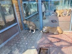 -西霞口神雕山野生动物世界