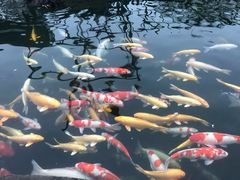 -湖鲜楼