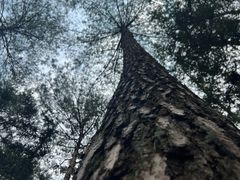 -重庆睡佛山森林公园