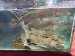 -新疆风味冷水鱼庄(友谊峰路店)