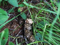 -塞罕坝国家级自然保护区