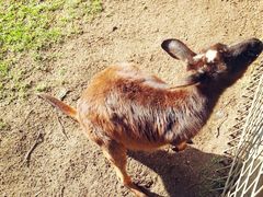 -费瑟代尔野生动物园