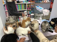-喵的天空名猫咖啡馆·撸猫·猫舍·用品