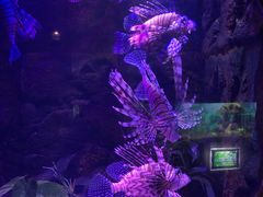 -梦幻海洋王国(吾悦广场张家港店)
