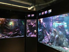 -西雅图水族馆