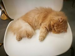 -飞行喵MR PILOT|猫舍·猫咖(静安大融城店)
