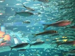 -瑞普利水族馆