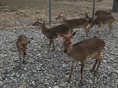 -鹿境梅花鹿生态园区
