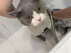 -艾吉宠物医院·疑难杂症转诊中心·猫友好(碧江路院)