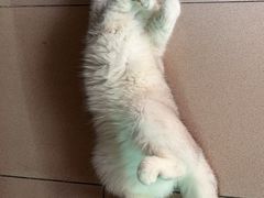 -屋虎猫馆(宝安大仟里店)
