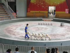 -石家庄市动物园