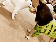 -逗柴咖啡屋·狗咖猫咖宠物桌游