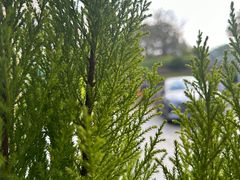 门口的树-gaga(深圳南山益田假日广场店)