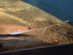 -鹿儿岛水族馆