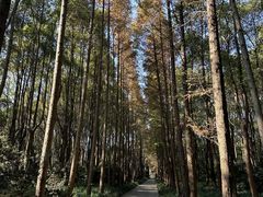 -上海滨江森林公园