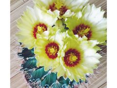 -威海华夏城景区