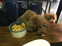 -百好乐宠物友好餐厅(朝外大街店)