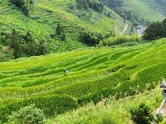 -紫鹊界梯田景区