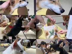 -逗柴咖啡屋·狗咖猫咖宠物桌游