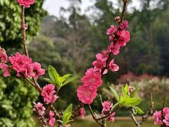 -南国桃园旅游度假区