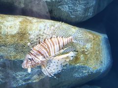 -新加坡海洋生态馆