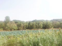 -东湖落雁景区