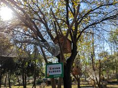 -黄海国家森林公园