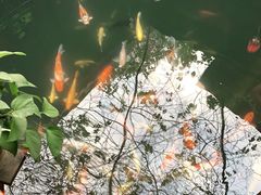 -优之名鹅城