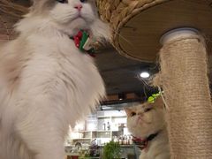 -共舞时光猫咖·狗咖(新街口店)