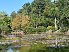 -中国科学院西双版纳热带植物园