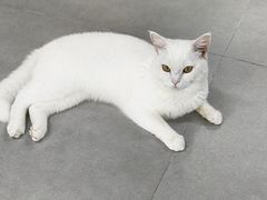 -Heymao猫咖.咖啡厅(东门店)