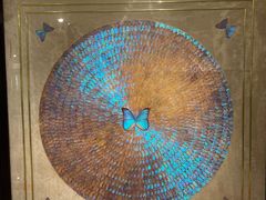 -上海昆虫博物馆