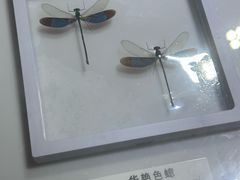 -上海昆虫博物馆