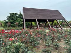 -上海滨江森林公园