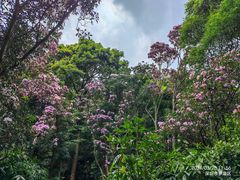 -梧桐山风景名胜区