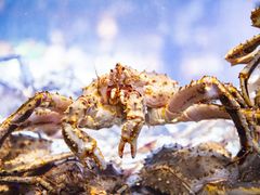 -开海·红岛海鲜虾水饺(石老人店)