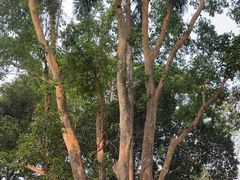 -中国科学院西双版纳热带植物园
