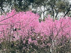 -南山植物园
