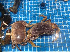 -名人名家     浙菜.家宴