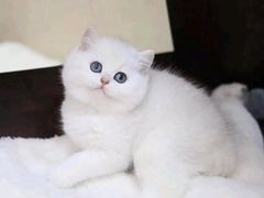-猫十亿·布偶金渐层·曼基康矮脚猫舍(青年路店)