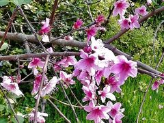 -三圣花乡旅游区