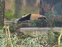 -中国大熊猫保护研究中心雅安碧峰峡基地